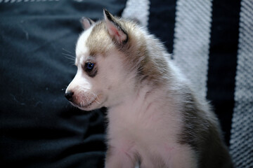 Little cute Husky puppy on the sofa in the room