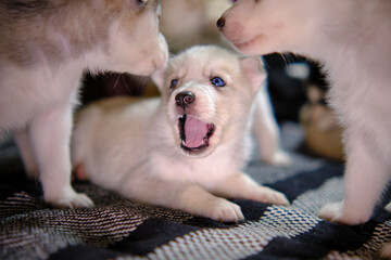 Little cute Husky puppy on the sofa in the room