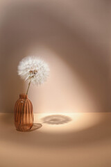 Composition with dandelion. Giant dandelion in a glass vase. A spot of light and a shadow. Beige background with copy space.