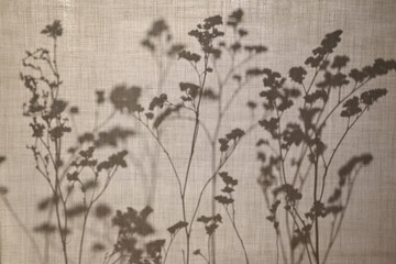 Abstract neutral background, minimalism. Dry herbs behind a cotton fabric. Shadows, silhouettes of plants on a beige background.