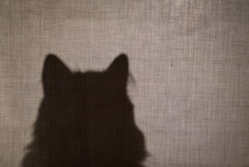 Abstract background. The head of a cat behind a beige fabric. Shadow, silhouette of a cat. Fabric...