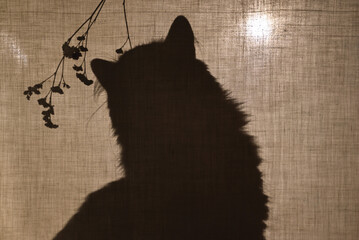 The cat sits behind a cotton fabric and sniffs a twig of a plant. Shadow, silhouette of a cat.