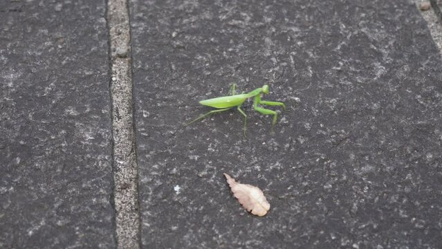 Mantis crossing road nature landscape background video