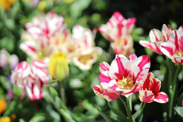 長居公園に咲く花