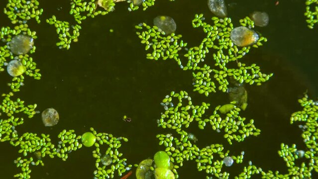 Spotless watermeal, rootless duckweed (Wolffia arrhiza) and duckweed (Lemna turionifera) in a stagnant freshwater pond