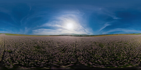 Field of Clary sage - Salvia Sclarea in bloom, cultivated to extract the essential oil and honey....