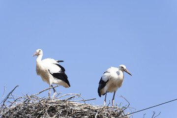 stork returning to their nests in the spring months, the stork's nest, the two storks,