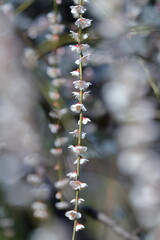 寒さに耐え気品よく咲く