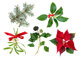 Mistletoe bunch tied with red satin bow,Christmas holly branch,Christmas tree branch,Ivy and Poinsettia Christmas Eve flower or Flor de Pascua holiday decoration plants set isolated transparent png