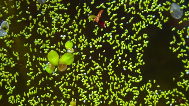 Spotless watermeal, rootless duckweed (Wolffia arrhiza) and duckweed (Lemna turionifera) in a stagnant freshwater pond