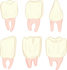 Collection of Teeth or Tooth Illustration Collection Icon With root