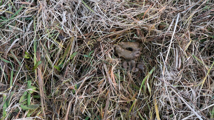 Obraz premium dog excrement on the grass