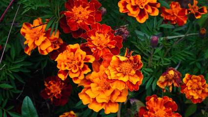 marigold, flower, nature, orange, flowers, yellow, blossom, beauty, beautiful, color