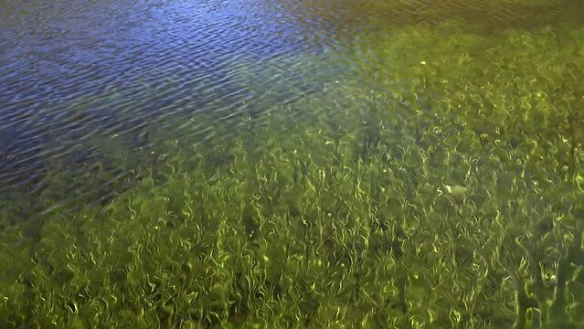 Ripples in water pond with green grass on bottom