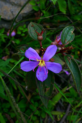 Melastoma malabathricum flower in background of green leaves shrub