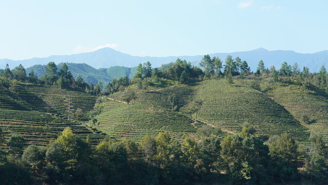 The Tea Plantation Garden View Which Located On The Hill Located In The Countryside Of The China