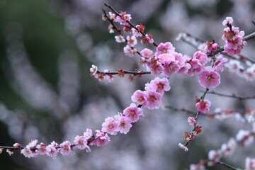 寒さに耐え気品よく咲く