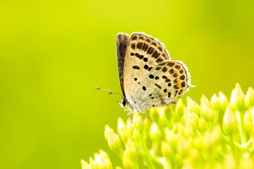 A butterfly is gathering honey