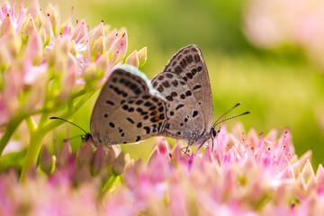 A butterfly is gathering honey