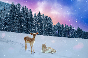Deer In Winter Snow Forest