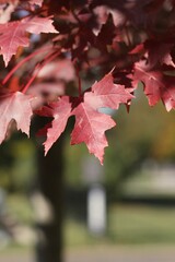 red maple leaves