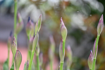 Obraz premium Tall grassy flowers about to bloom in spring.