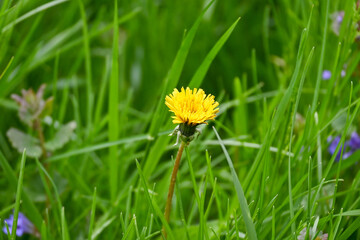 A dandelion starts to bloom in a field of green grass.