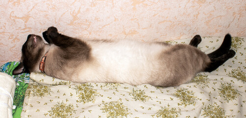 Thai domestic cat.Photo of a sleeping Thaicat.Siamese street cat.