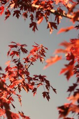 red autumn leaves