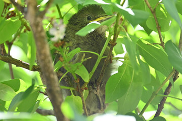 Fototapeta premium A young starling climbs and hides in a bush for the first time, hidden amongst the leaves.