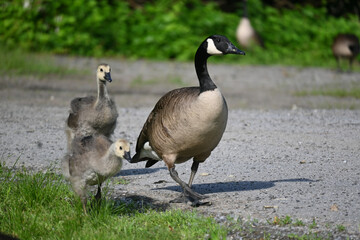 A gosling walks proudly with it's parent.