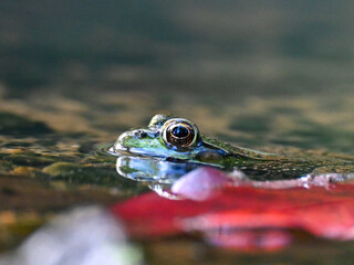 A frog rests next to a leaf on the surface of a pond.