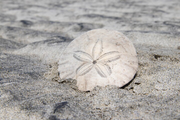 Eccentric sand dollar, Vancouver Island