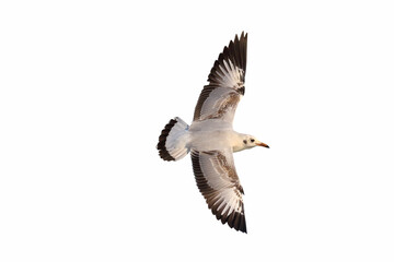 Beautiful seagull flying isolated on white background.