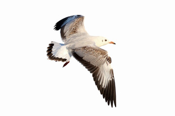 Beautiful seagull flying isolated on white background.