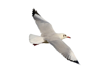 Beautiful seagull flying isolated on white background. Mongolian Gull
