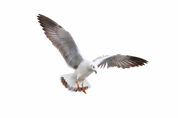 Beautiful seagull flying isolated on white background.