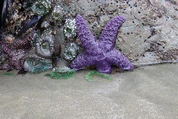 Sea star Vancouver Island