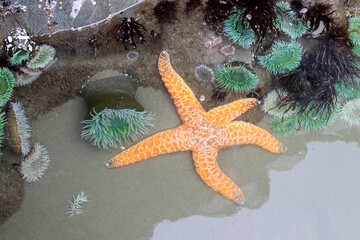 Fototapeta na wymiar Sea Star Vancouver Island