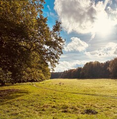 landscape with trees and blue sky