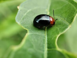 ladybug on leaf
