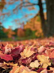 autumn leaves on the ground