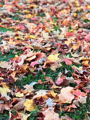 red and yellow leaves