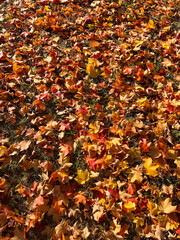 fallen autumn leaves