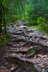 Tree roots landscape