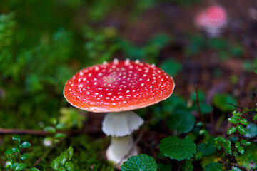 Fly agaric mushroom