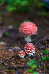 Fly agaric mushroom