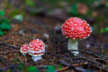 Fly agaric mushroom