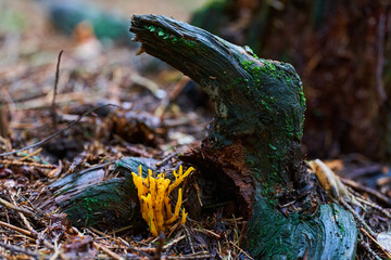 Fototapeta premium Parasite mushrooms closeup