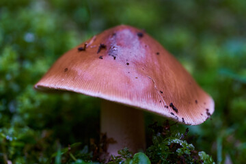 Parasite mushrooms closeup